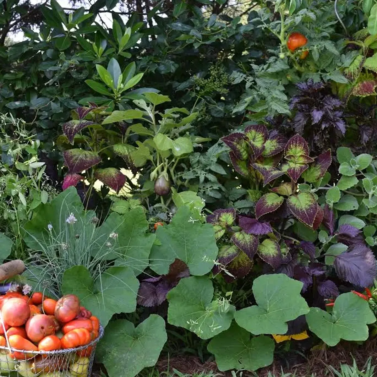 THE FOODSCAPE REVOLUTION GENERAL CONCEPTS